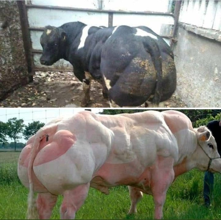 MrBlackOG's tweet photo. Wale watu walifanya agriculture hii ngombe inaitwa aje? https://t.co/cFPcZPnHrv