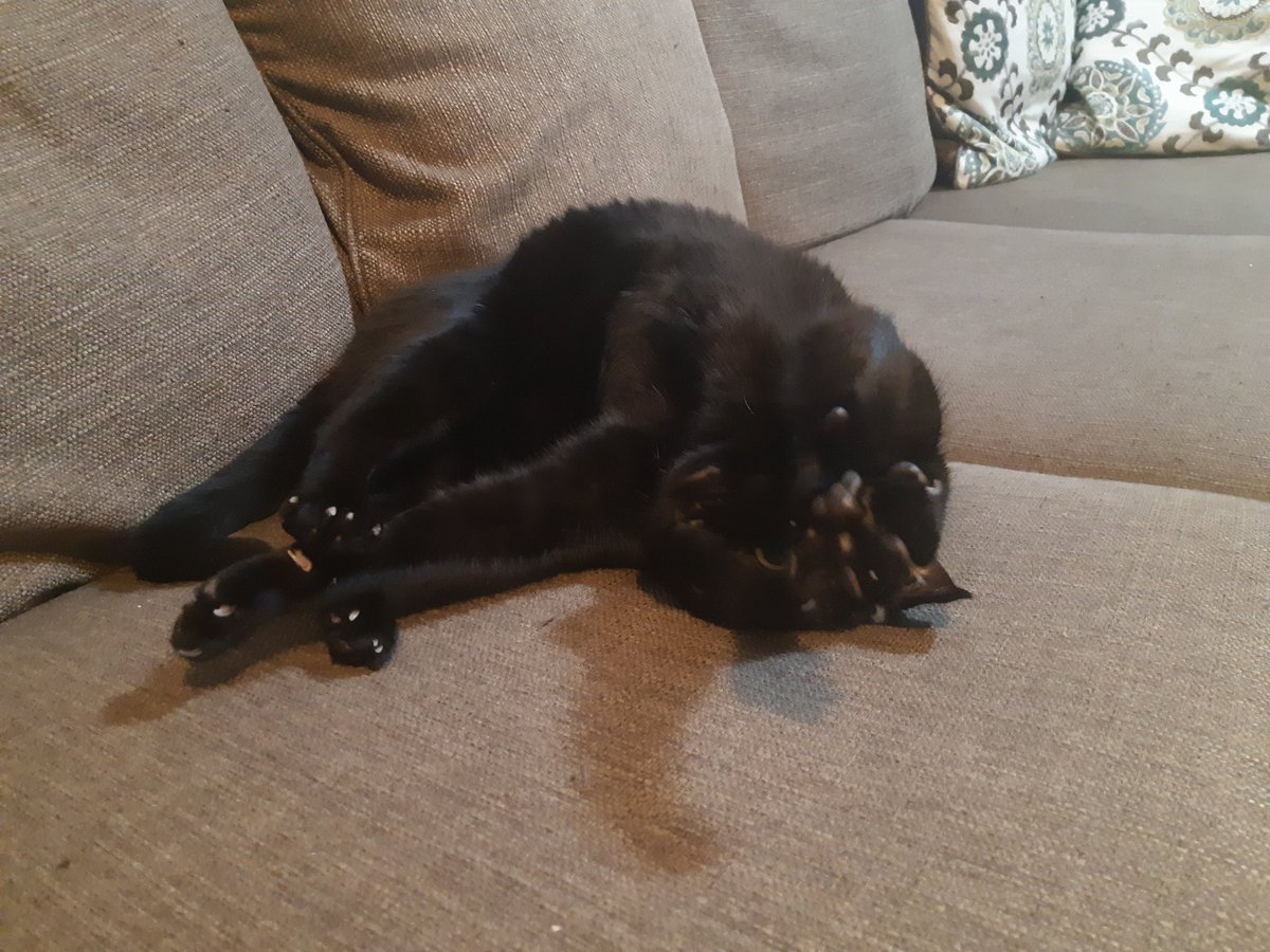 writerHallowrey's tweet photo. Hi #WOWchat! I'm Elliott, I write mostly queer adult fantasy & some other spec fic here & there. My current WIP, #TheSoulProject, is a dark contemporary fantasy novel series set in the UK about occult investigators!
MORE IMPORTANTLY, HERE'S LOUIS!
You can tell his fave spot π https://t.co/fPzst8Wv9C