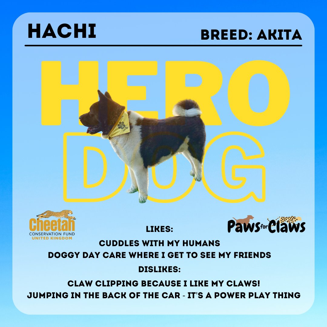 CCFCheetahUK's tweet photo. UNLEASH THE HOUNDS! We've got some returning guests for this year's #PawsforClaws who you might recognise from last year - these heroes are back to support our livestock guarding dogs in #Namibia. Cheer them on by making a donation to #UnitingforCheetahs: https://t.co/uvIOZTp7zp https://t.co/zp0WNtSFW8
