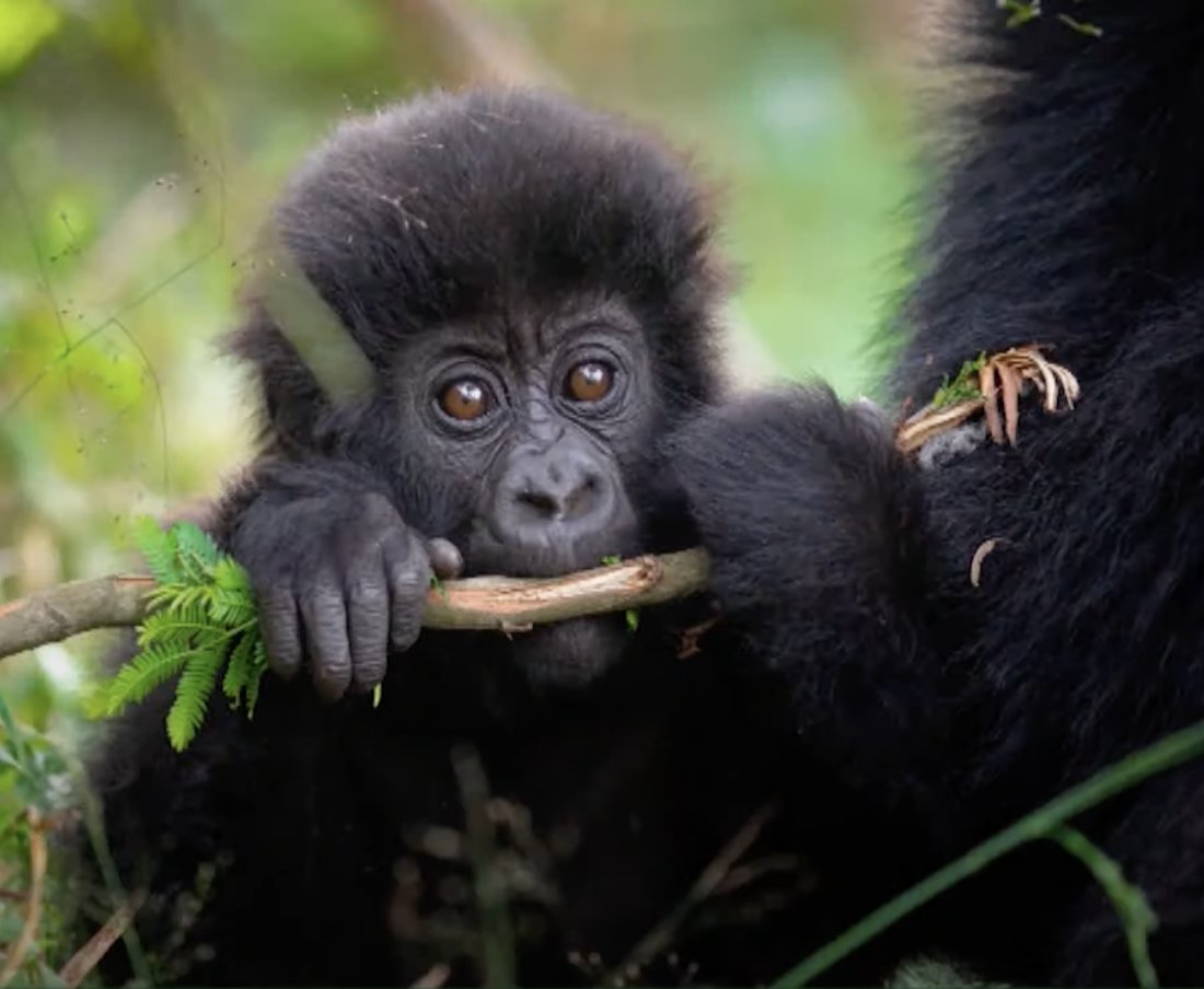 Kwitaizina's tweet photo. @Meddyonly @PatriotsBBC @AriMugabe88 @LuolDeng9 @mreazi @VolcanoesPark @BethKaplin1 @AfricanParks @anitaPendo @rbarwanda @AkageraPark @BruceMelodie @SherrieSilver @SpaceforGiants @GorillaDoctors @DavidYarrow @MapsMaponyane @Raptors @NBA @DrSenait @MastercardFdn H.E @nicolabellomo, European Union Ambassador to Rwanda had the honour to name a baby gorilla from the Hirwa family 'Iratuje' which means 'Peaceful'.

#KwitaIzina 🦍 https://t.co/5anKkCI5FZ