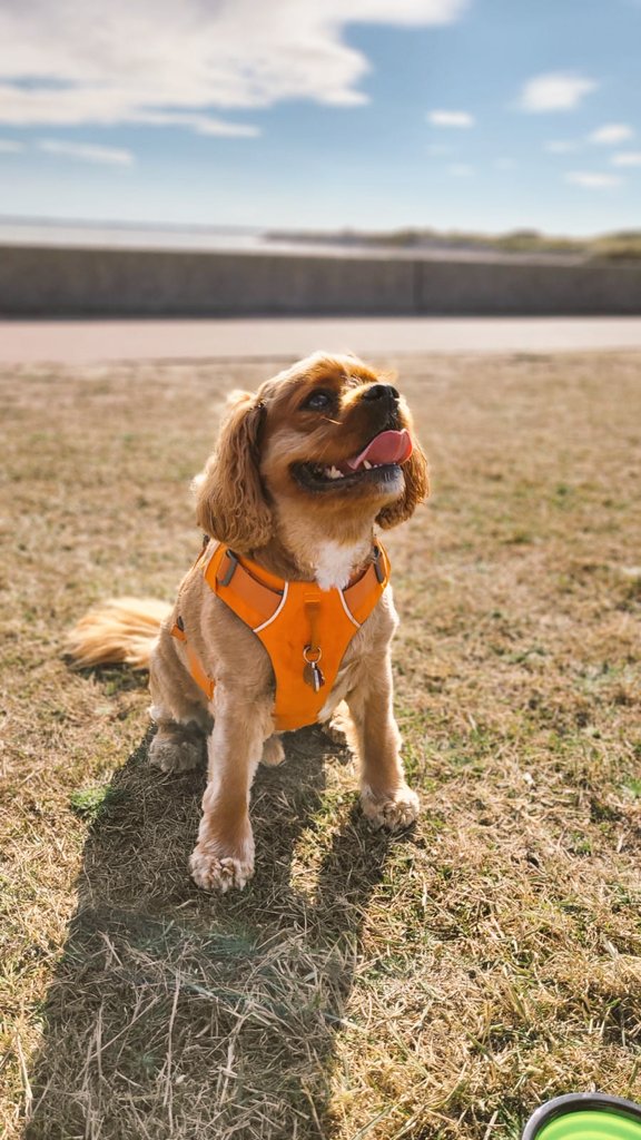 chester_friends's tweet photo. #Cavpack Happy Friday 🥳🥳 I'm on a mini holibobs by the sea in Essex! Wishing you all a pawsome weekend #weekendfun #CavpackSummerOfFun https://t.co/HB1Kyw3Iyd