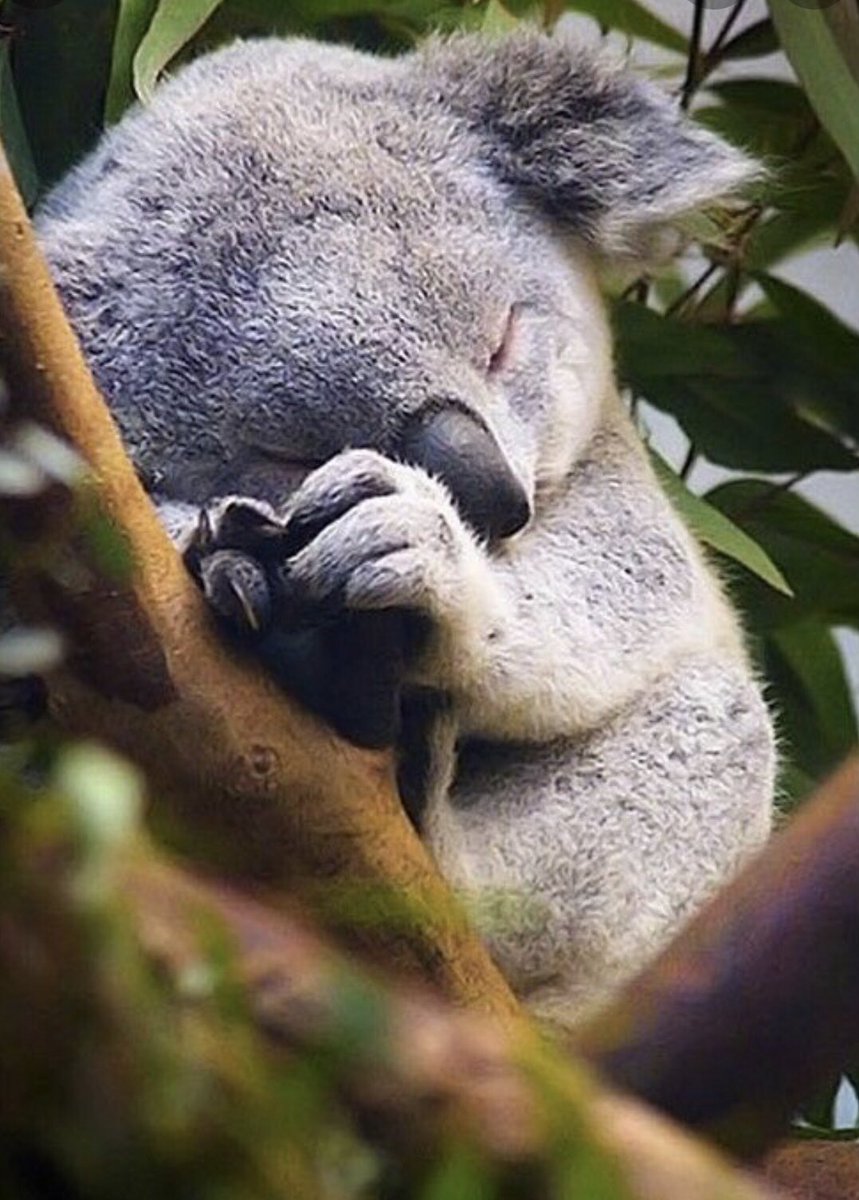 Letβs Make A Change π (@lmac_nonprofit) on Twitter photo π¨ National Save the Koala Day π¨
This holiday was created by the <a href="/savethekoala/">Save the Koala (AKF)</a> in order to save koalas and their habitats, as well as raise awareness to prevent extinction.
Find out more here π€
savethekoala.com
#letsmakeachange #donate #donatetoday π¨ National Save the Koala Day π¨
This holiday was created by the <a href="/savethekoala/">Save the Koala (AKF)</a> in order to save koalas and their habitats, as well as raise awareness to prevent extinction.
Find out more here π€
savethekoala.com
#letsmakeachange #donate #donatetoday