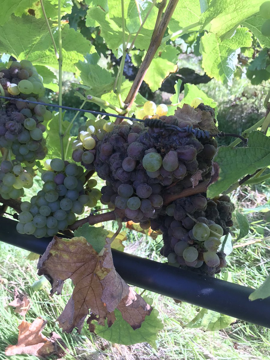 GuillDelanoue's tweet photo. On a tout fait pour avoir du Botrytis sur nos essais, on a réussi ! 
Essai @vignevinfrance https://t.co/aWXStuL6sQ