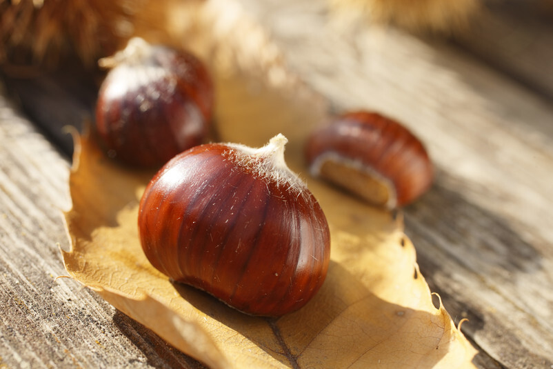 visitsouthtyrol's tweet photo. #Törggelen combines a hike on #chestnut trails and a stop at a local Buschenschank farmhouse inn. Find out more about those trails and plan your next trip 👉 https://t.co/lS6EevPtCZ 🌰
#SouthTyrol #autumn https://t.co/HzGzSx3a7P