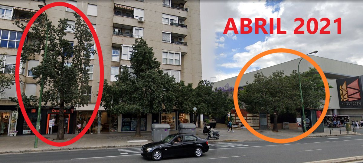 SOSterritorios's tweet photo. AV. LUIS DE MORALES
@Ayto_Sevilla ha #Talado un #Brachychiton y otro está pendiente de tala. En las observaciones de la #FichaDeApeo lo dejan claro.
Adelantan trabajo para las obras del #TranvíaElectoralista de @_JuanEspadas.
Ante el #CambioClimático perdemos #Árboles maduros. https://t.co/GBbIkDRcCg