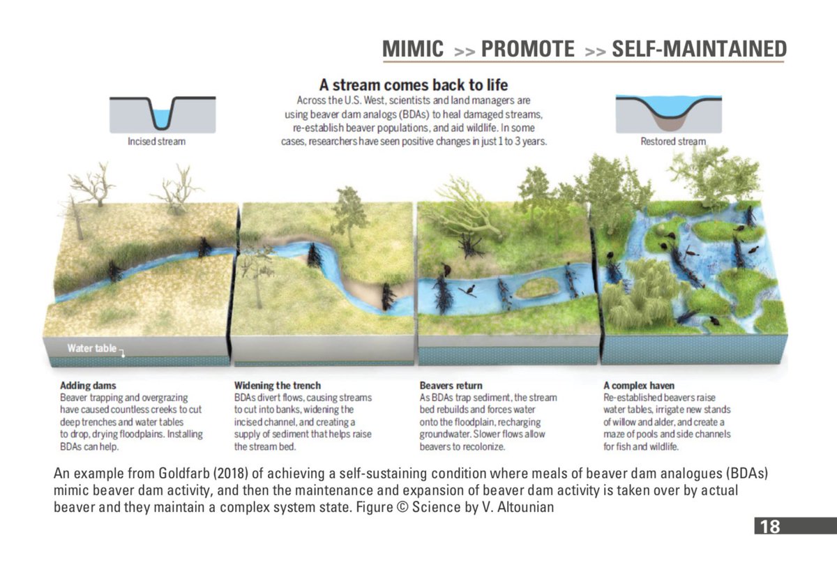 The low-tech mesic restoration work we promote mimics how beavers interacted with the landscape historically. Many times, after we implement these practices, beaver move back in to the restored area, further improving it. This graphic details how beavers benefit the land.