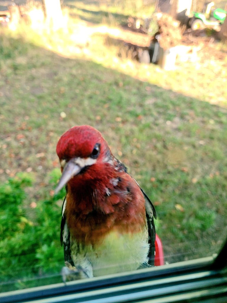 TheDailyNailon's tweet photo. A good morning tap on the window from my fine feathered friend, the red-breasted sapsucker.
#Birdseye #birding #birders #birdnote https://t.co/ewHwWpPlVO