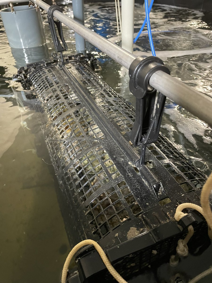 cathycoudyser's tweet photo. Bezoek aan ILVO en VLIZ. Top kennis- en onderzoekscentra voor blauwe economie. #innovatiehub #duurzamevisserij #foodpilot #aquacultuur #maritiem #kennisregio #internationaal @NVA_VlaParl @vlaparl https://t.co/h6GgRdkHHy
