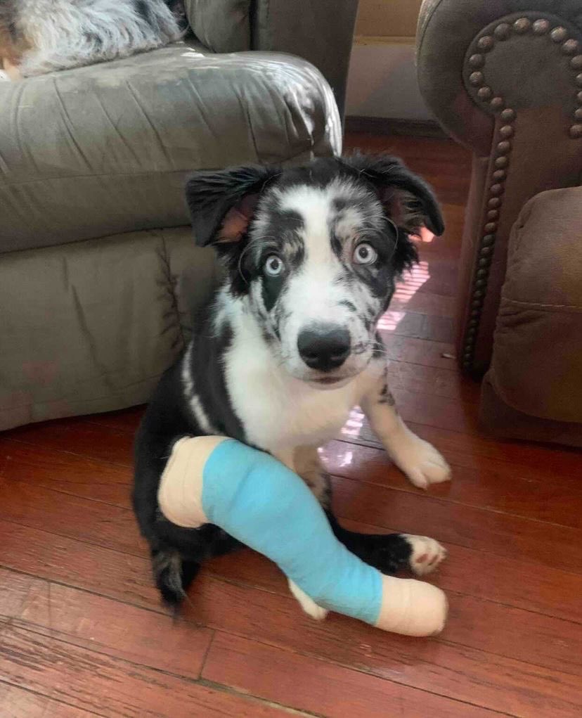 WeRateDogs tweet media