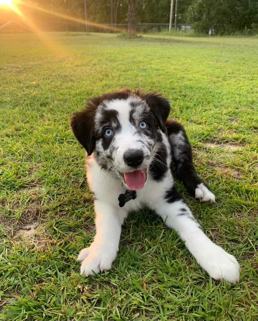 WeRateDogs tweet media