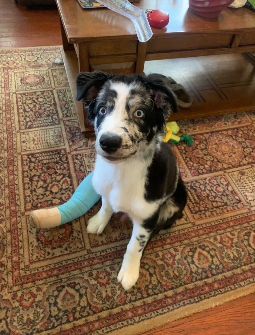 WeRateDogs tweet media