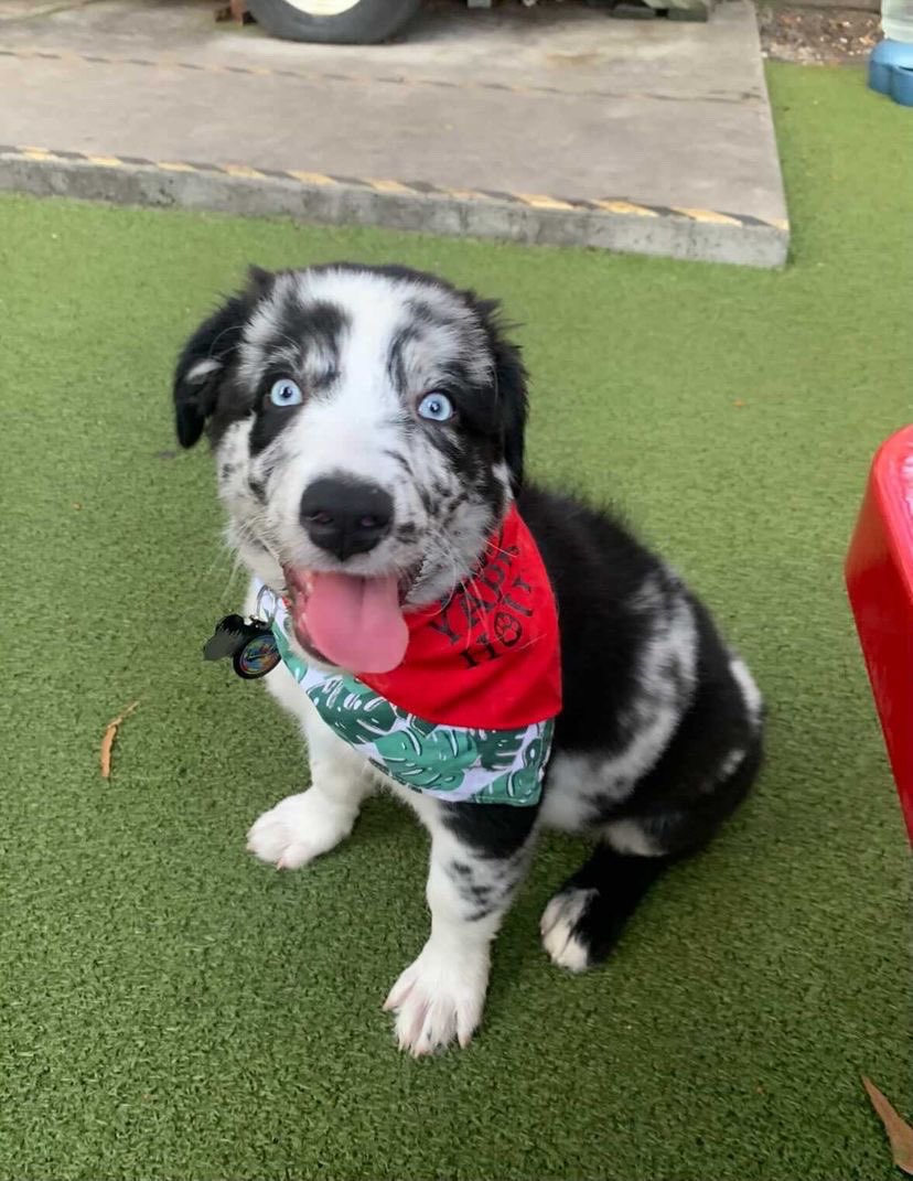 WeRateDogs tweet media