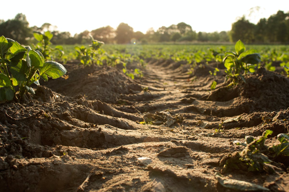 cinderite's tweet photo. Applying Cinderite in the fall will jumpstart your soil's biology in the spring. 

Cinderite releases nutrients slowly over many months, so applying in the fall helps ensure your soil is balanced, remineralized, nourished and ready for spring planting. https://t.co/lYklg30TBy