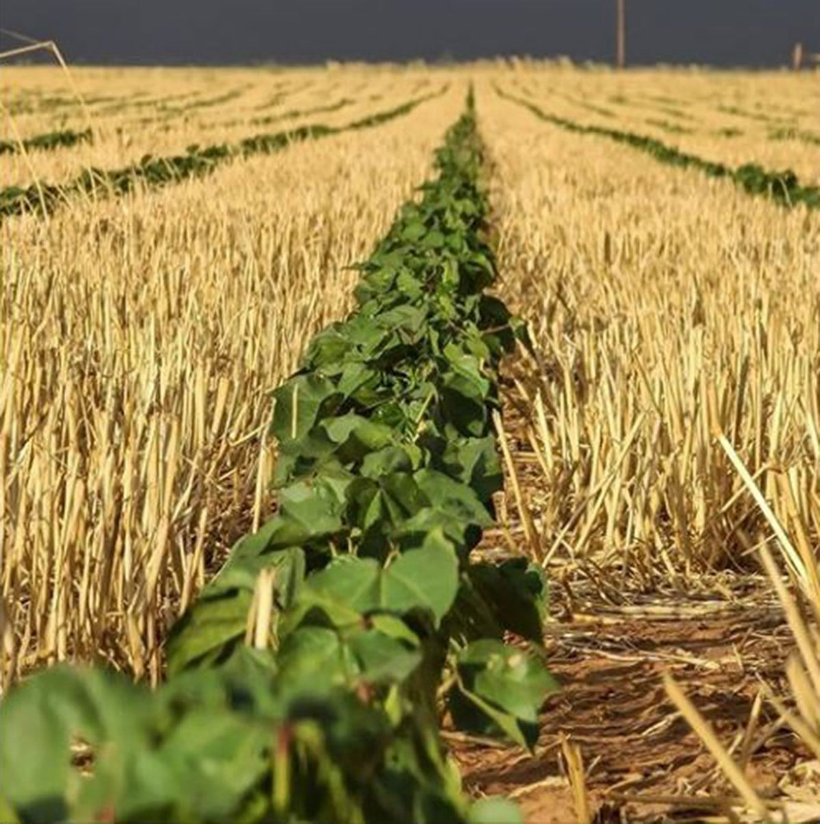 BighamAg's tweet photo. Bigham's Strip Till Generation 3 disturbs less soil and residue for conservation of water, soil, and organic material, and eliminates wasteful multiple tillage and chemical application passes. 

https://t.co/0cIgG6t9wC https://t.co/z9EYiQMMQR