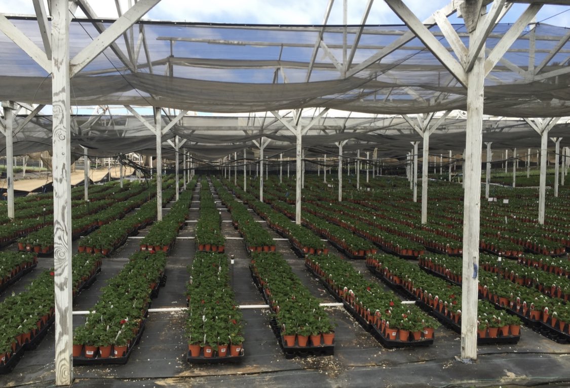 Rye grass isn’t the only plant involved in overseeding 😏 These  geraniums are ready for ✨Coachella✨ (clubhouses)