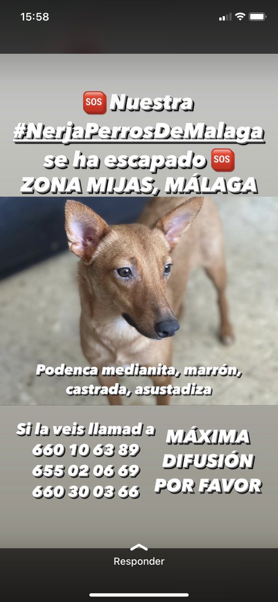 trecemichis's tweet photo. 🆘🆘 PERDIDA EN MIJAS (MALAGA) SE RUEGA MAXIMA DIFUSIÓN 🆘🆘 https://t.co/5IKsjUjaAJ