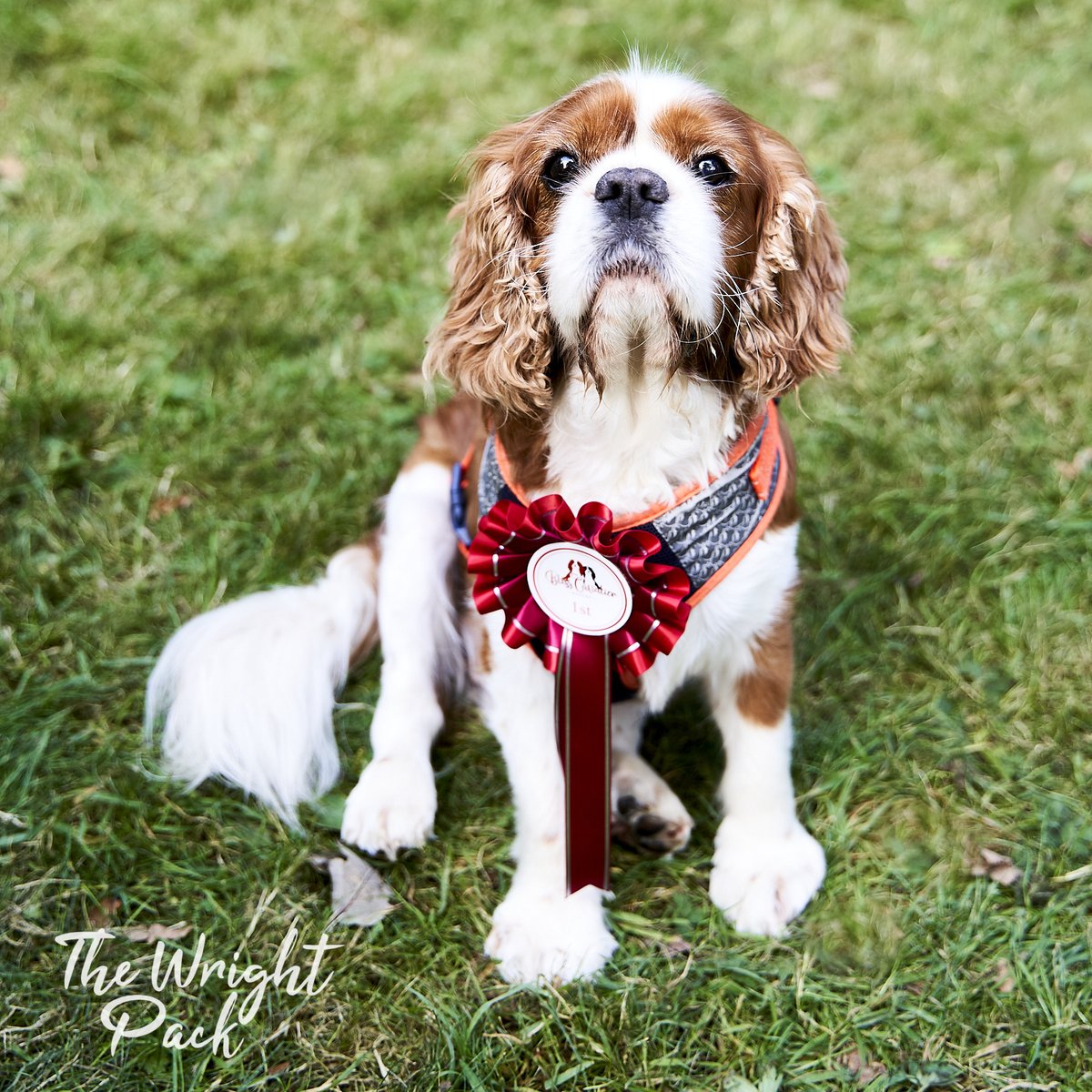 thewrightpack's tweet photo. J-DOGG aka Jasper - What an adorable soul <3 Just watch out for his fishy breath, he loves sprats! Here he is posing with his waggiest tail rosette at the Bliss Cavalier Rescue meet. © The Wright Pack - https://t.co/B242wGXhuj #thewrightpack #rescuepack #cavalier #cav https://t.co/BHhUkS8XlL