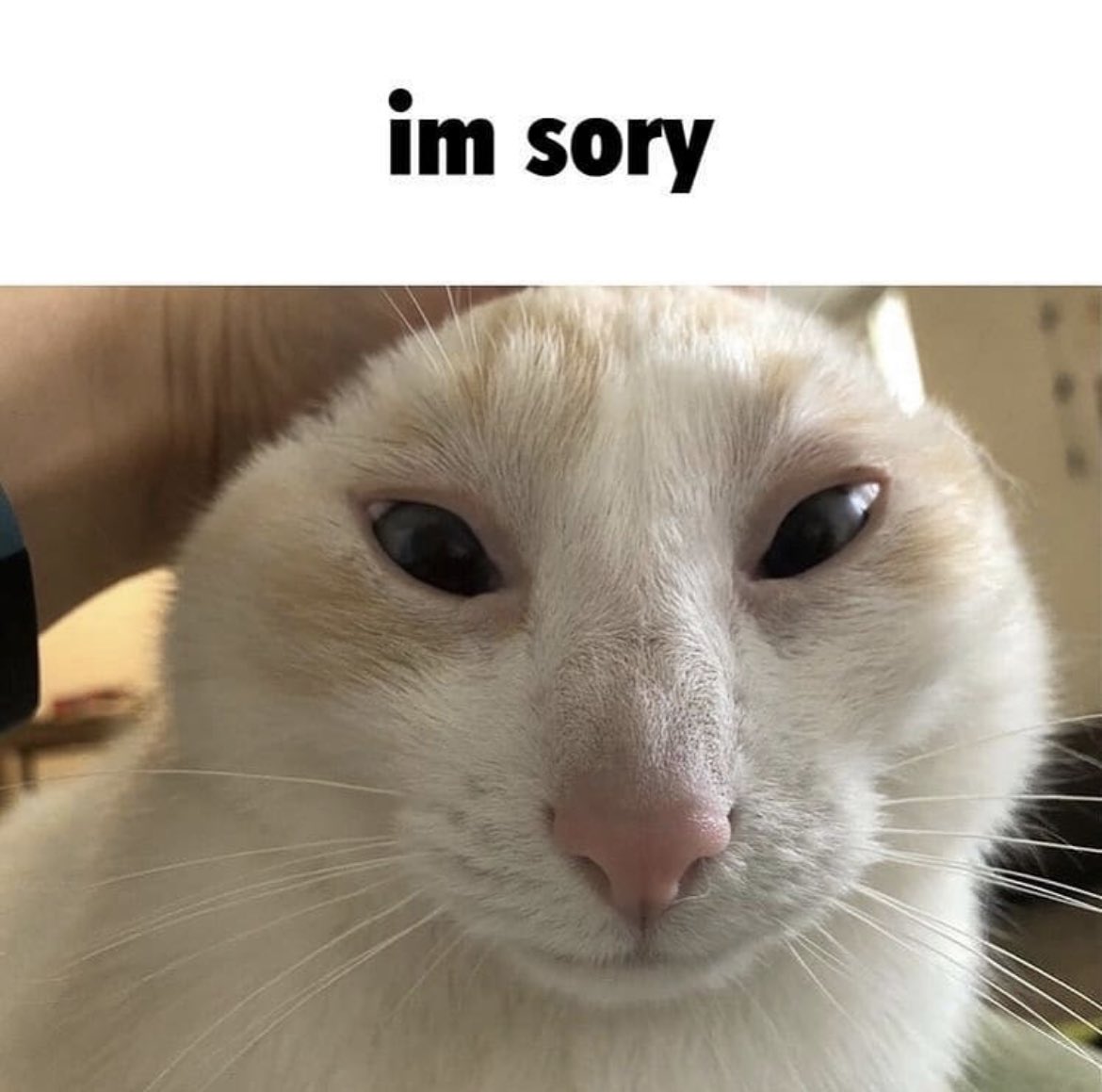 Cursed Cats (@cursedcatsdaily) / X