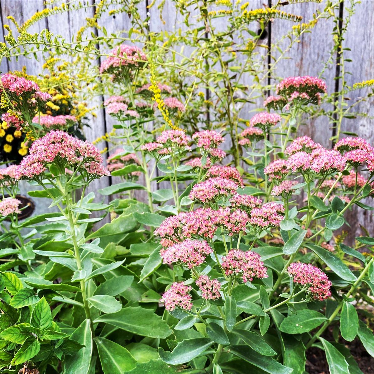 Hosta Takeover tweet media