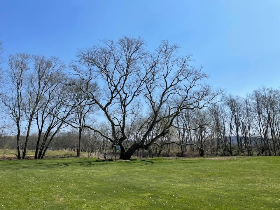JackInTheBagWV's tweet photo. Jack took a day trip touring WV. Our first stop was at the Pringle Tree! Bros. John & Samuel Pringle lived in the hollow of a large sycamore tree during the mid 1700โs. The present sycamore tree is supposedly the 3rd generation of the original tree. #jackinthebag #pringletree https://t.co/V14XT6EAIk