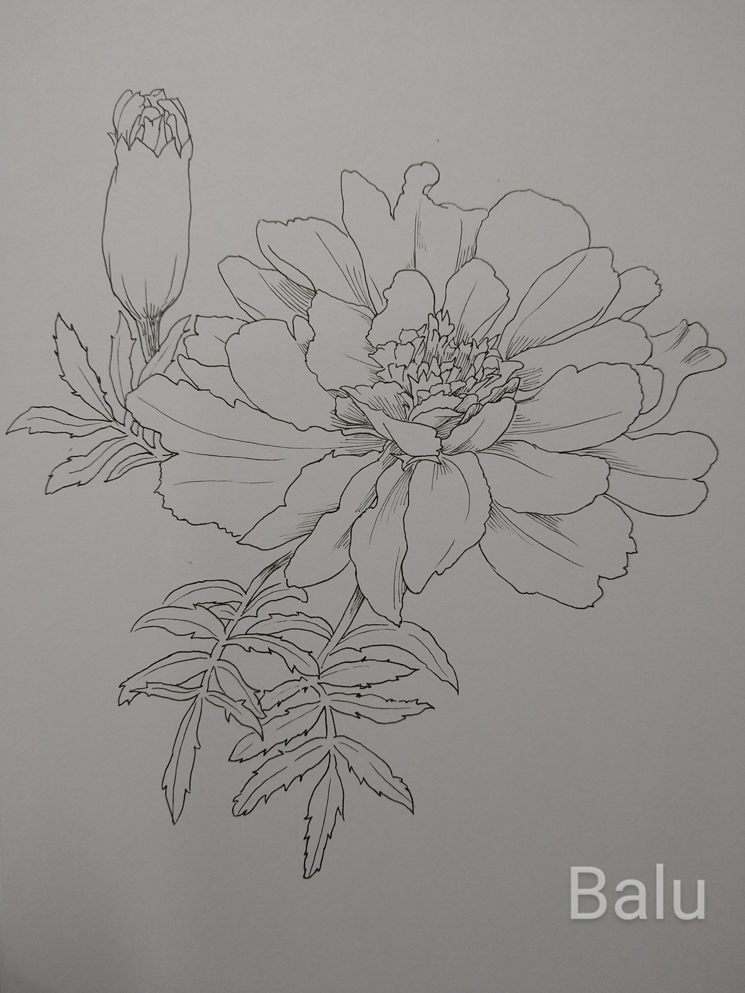 バル マリーゴールド 線画完成 色塗り怖いな 水彩上手くいくかなぁ お絵描き好きさんと繋がりたい イラスト好きさんと繋がりたい アトリエの系譜 ペン画 線画 マリーゴールド T Co 7dx52qlel7 Twitter