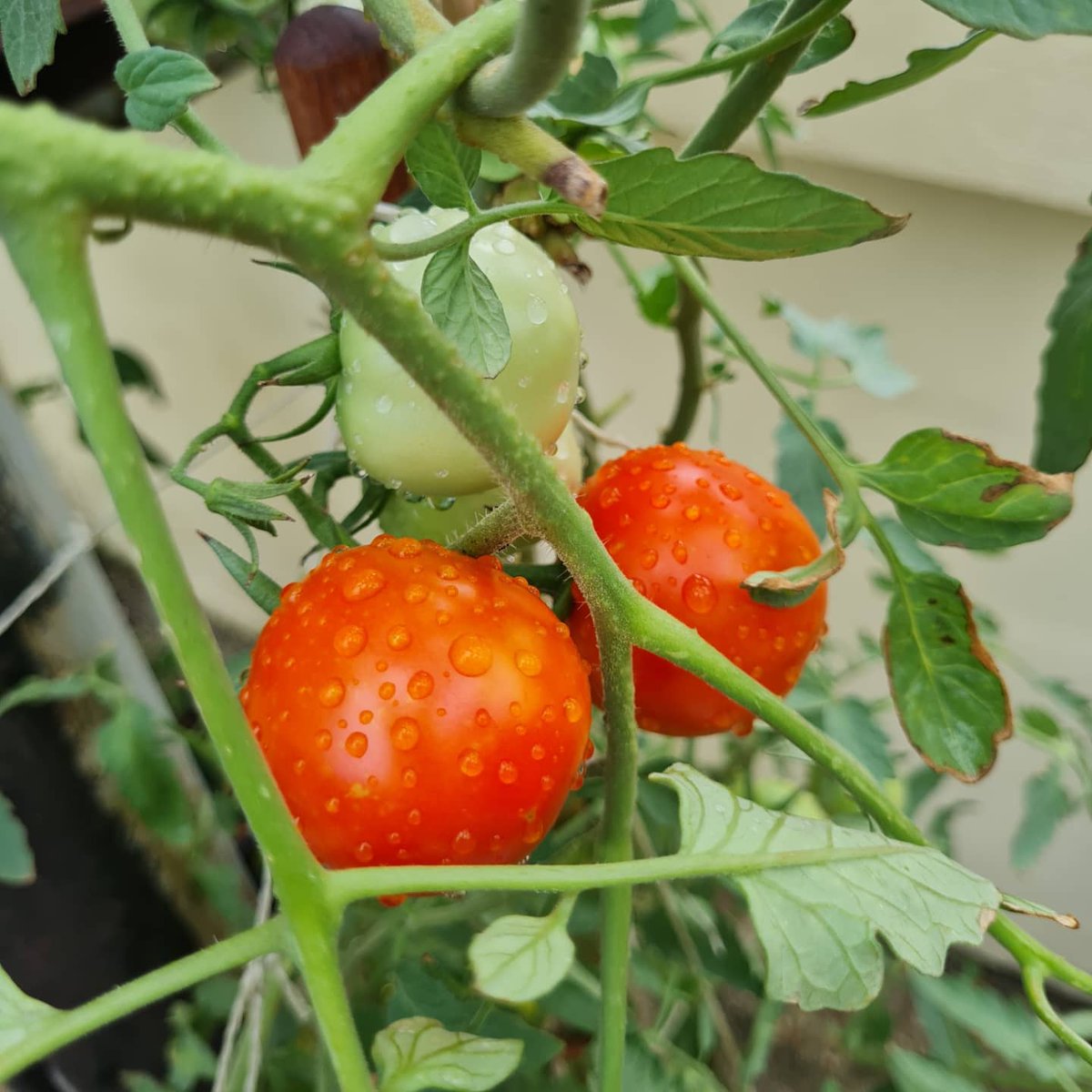 CaribbeanAccent's tweet photo. Look at this beauty 😊🍅🌱❤😊
#vineripenedtomatoes 

#kitchengarden #vegetablegarden #growyourownfood
#Trinidad #Caribbean #tomatoes🍅 #tomatoplant #tomato #plant #vegetableplant https://t.co/iJ7Mv13iCz