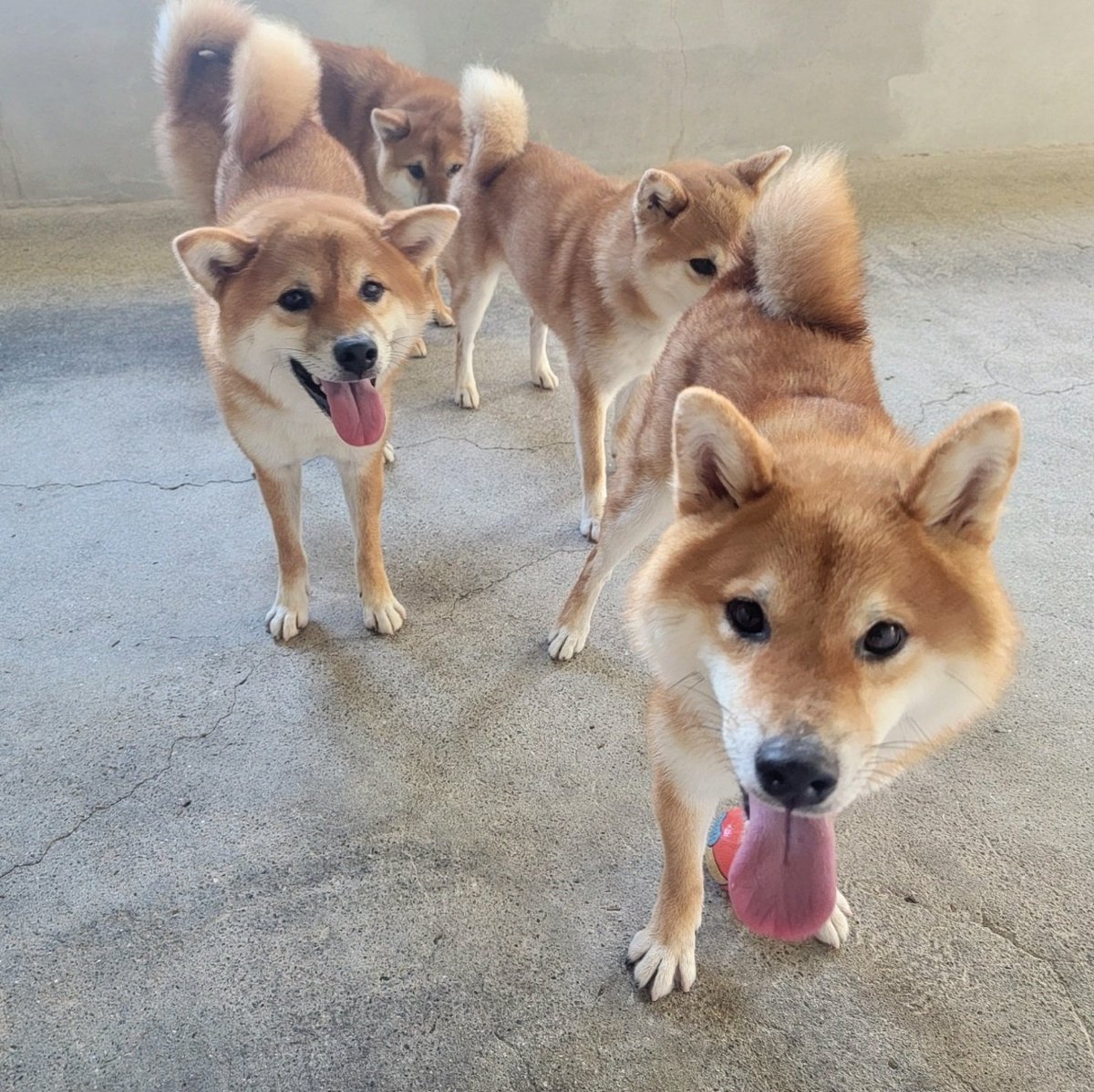 柴犬たま クンクン クンクン トロのお尻の匂いをミケママが嗅ぎ ミケママのお尻の匂いをウニが嗅いでる 柴トレインの出来上がり 笑 柴犬ミケ 柴犬コイ 柴犬トロ 柴犬ウニ