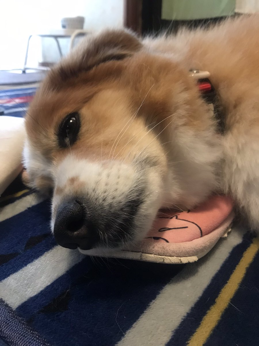 ぼく ヨナ Jhona4747 Twitter