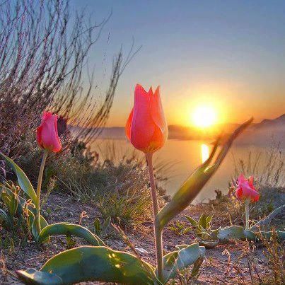 Wendy W ✝️💐🌿🌷🌿🌷🌿🌷 (@wendywatson222) on Twitter photo 