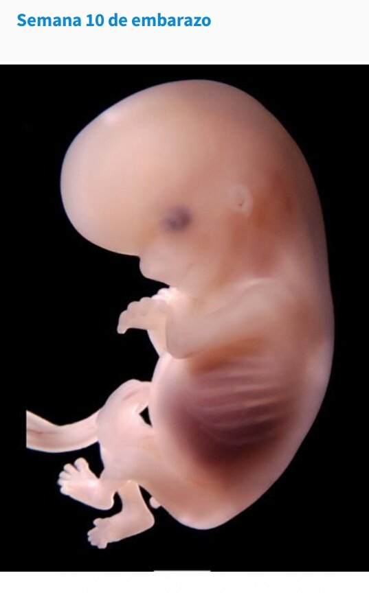 Abejorman tweet media