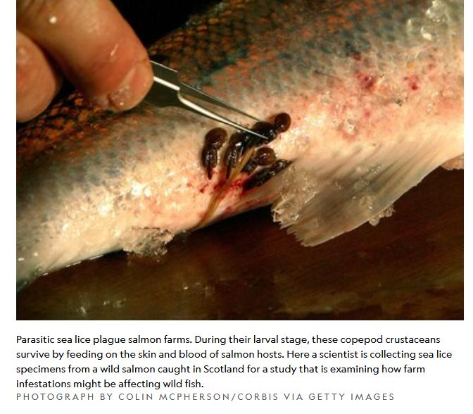 TheGAAIA's tweet photo. National Geographic: "Environmental groups have compared salmon aquaculture facilities to floating pig farms for their high rates of pollution, disease outbreaks, antibiotic use &amp; infestations of sea lice"
https://t.co/McmY9JfHfk
@NatGeo @SalmonTroutCons @oceana @SSPOsays https://t.co/MZBOWGQmeS