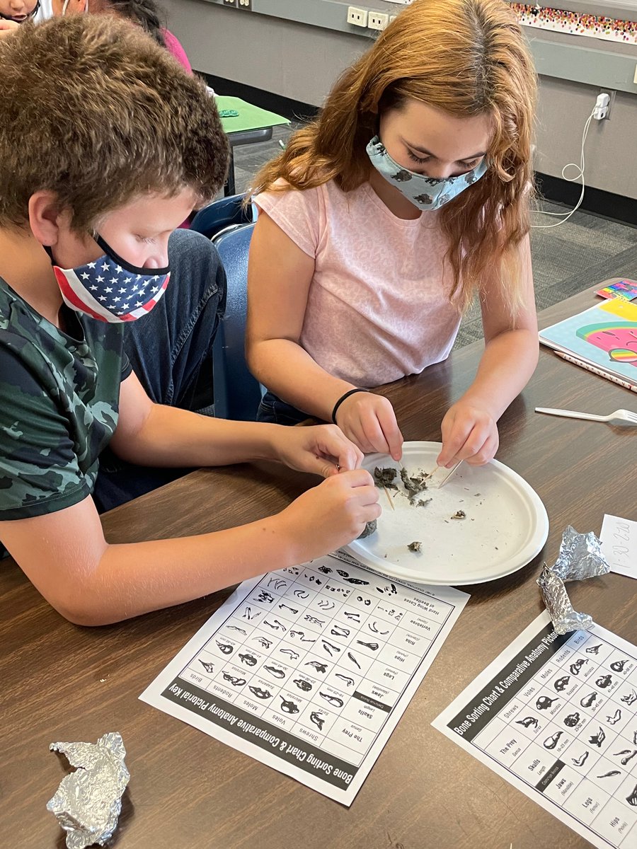 MissLansdon's tweet photo. Owl pellet dissection today in 5th grade! Some students may have found it a little gross, but everyone enjoyed themselves and learned something new. We found bones, feathers, fur, skulls, and teeth in our pellets! #5thgrade #BetterTogether https://t.co/7FnEqdqXWV