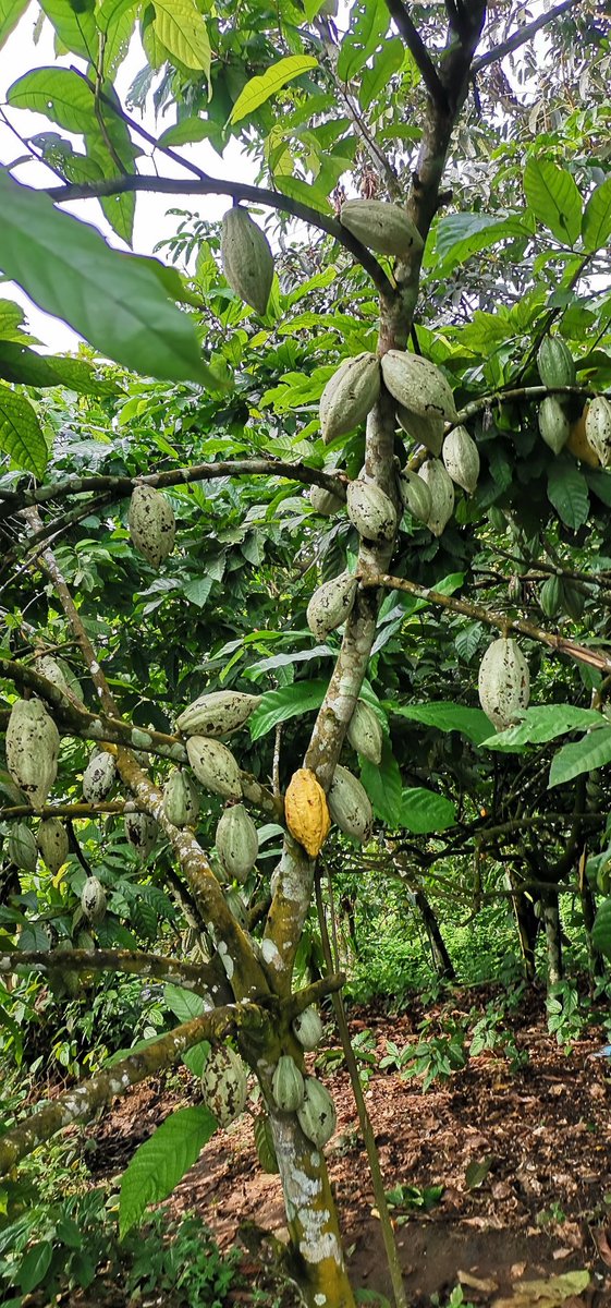 amricfoundation's tweet photo. This stem is eight years old today, it stepped up its production from 21 pods last year to 36 pods this year. When thinking of rejuvenation or setting up a cocoa farm, know your breed. #Agronomist #foodsecurity #bigharvest #betterincome. https://t.co/SOXM32OcjR