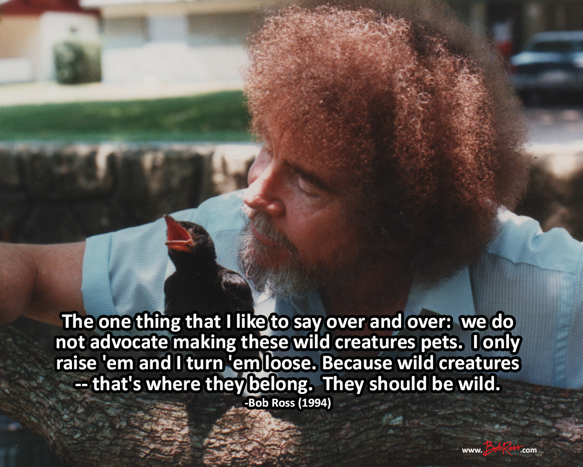 Bob Ross Official tweet media