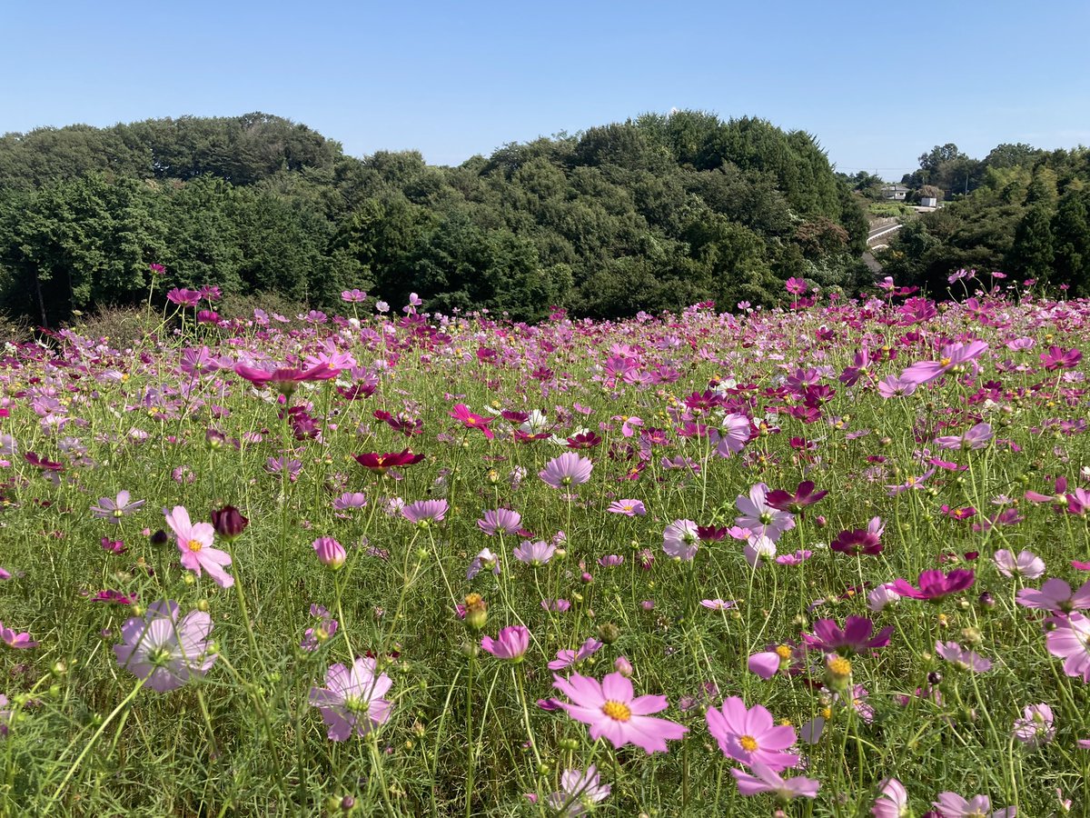 warabinanpira's tweet photo. 秋桜好きだな https://t.co/2qL3UH4mx7
