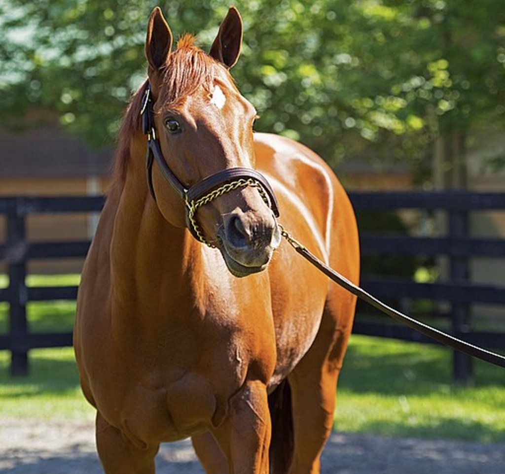Monomoy Girl is only the third filly to win the Breeders Cup Distaff and Kentucky Oaks in the same year.  On September 21, she retired after sustaining an injury. 😢🏇 bit.ly/3o1G4Q1