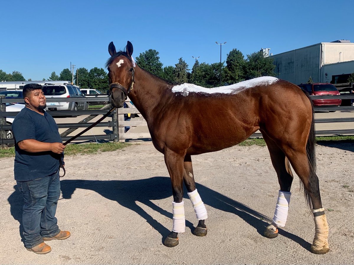 bantryfarms's tweet photo. Just an update.. Bold and Bossy is eating well and happy.. just hand walking and hand grazing while she continues to recover… no turn out yet. https://t.co/bCFzEM9iPw