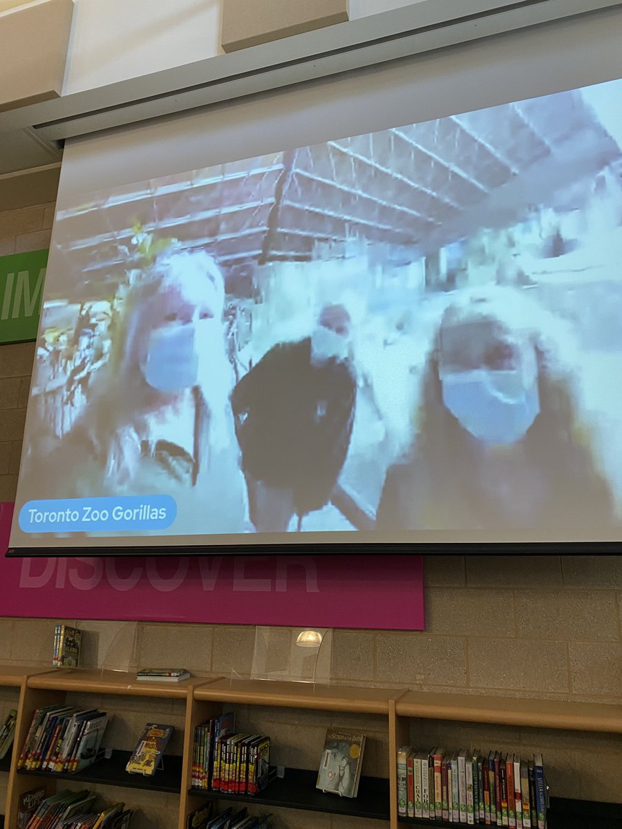 emarsh5's tweet photo. 1st grade classes @NEISDCokerCubs did a virtual visit with the Toronto Zoo for National Gorilla Day! Thanks, #EBTSOYP for the opportunity! @NEISDiTech @neisdtechsvcs https://t.co/9X0kbcecjr
