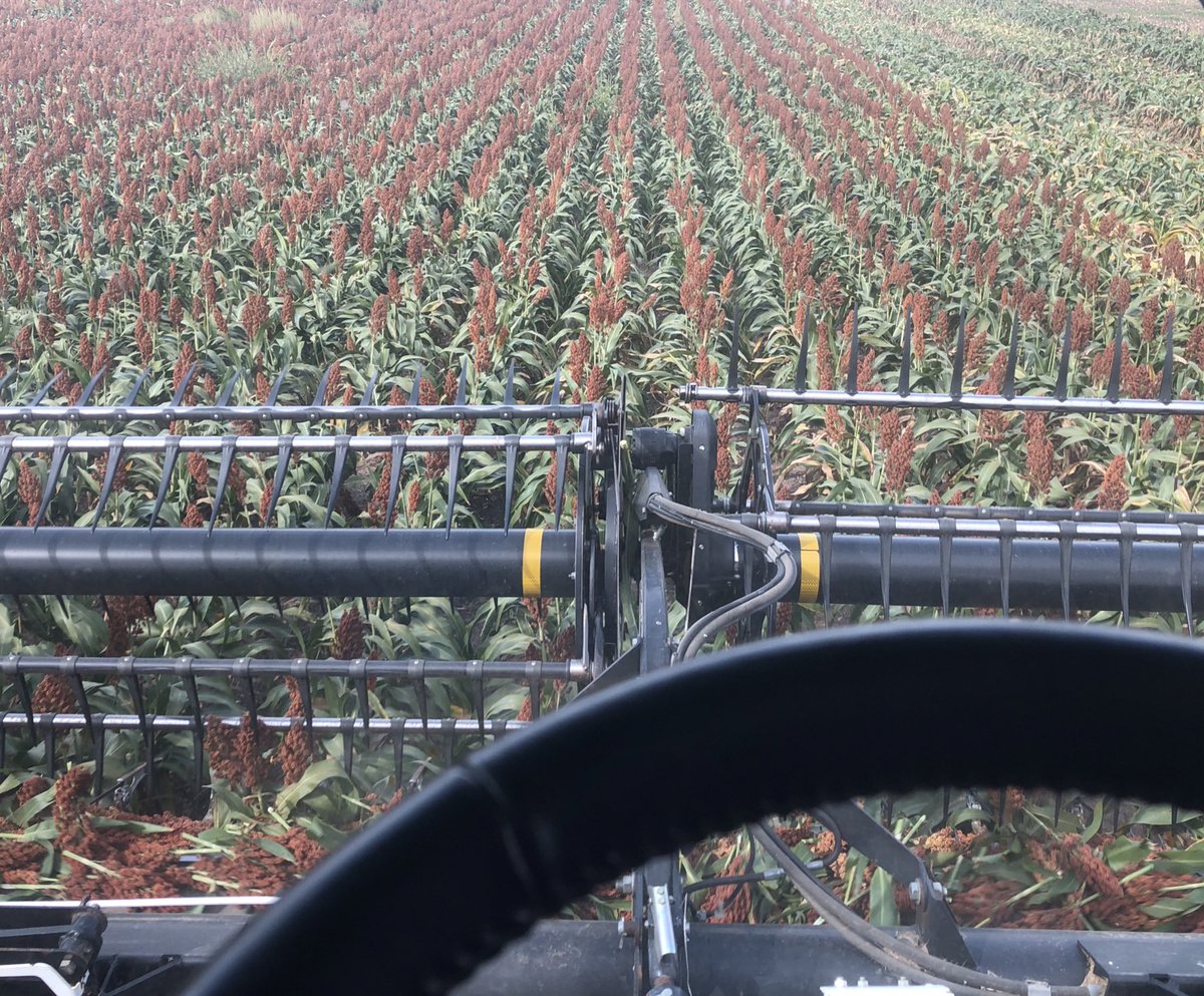 SiekerSales's tweet photo. Please be dry enough.  #sorghum #notsuper this year. https://t.co/rSDvb0XPkM