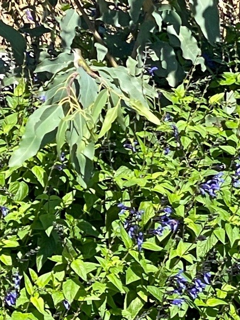 I had an amazing experience while working on my story today. Can you spot the hummingbird?