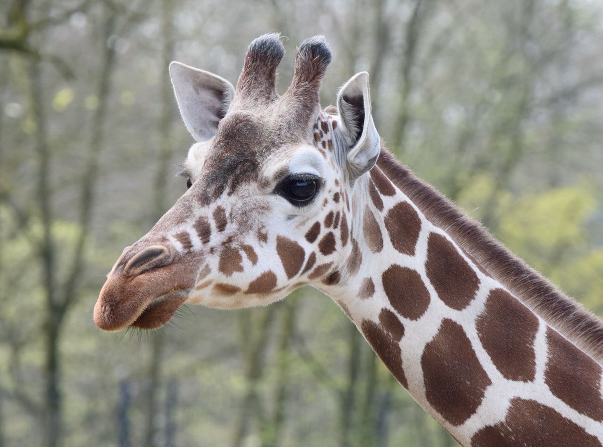 Mardermagkabel's tweet photo. Life goal: von einer Giraffe mit ihren Lippen an der Wange "geknabbert" werden https://t.co/5uBNQXsCVJ