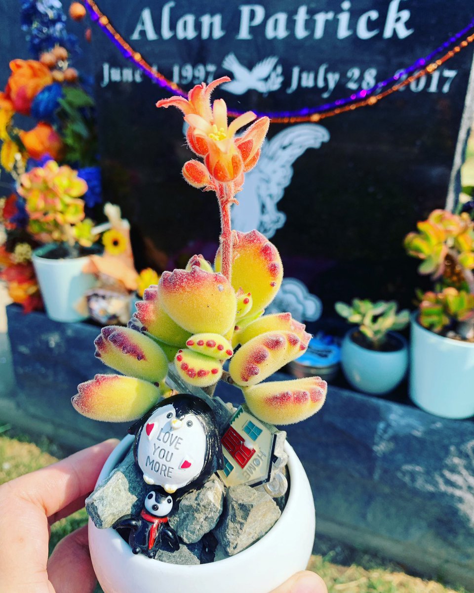 Maje_Penelope's tweet photo. #flower https://t.co/W40wBh604v