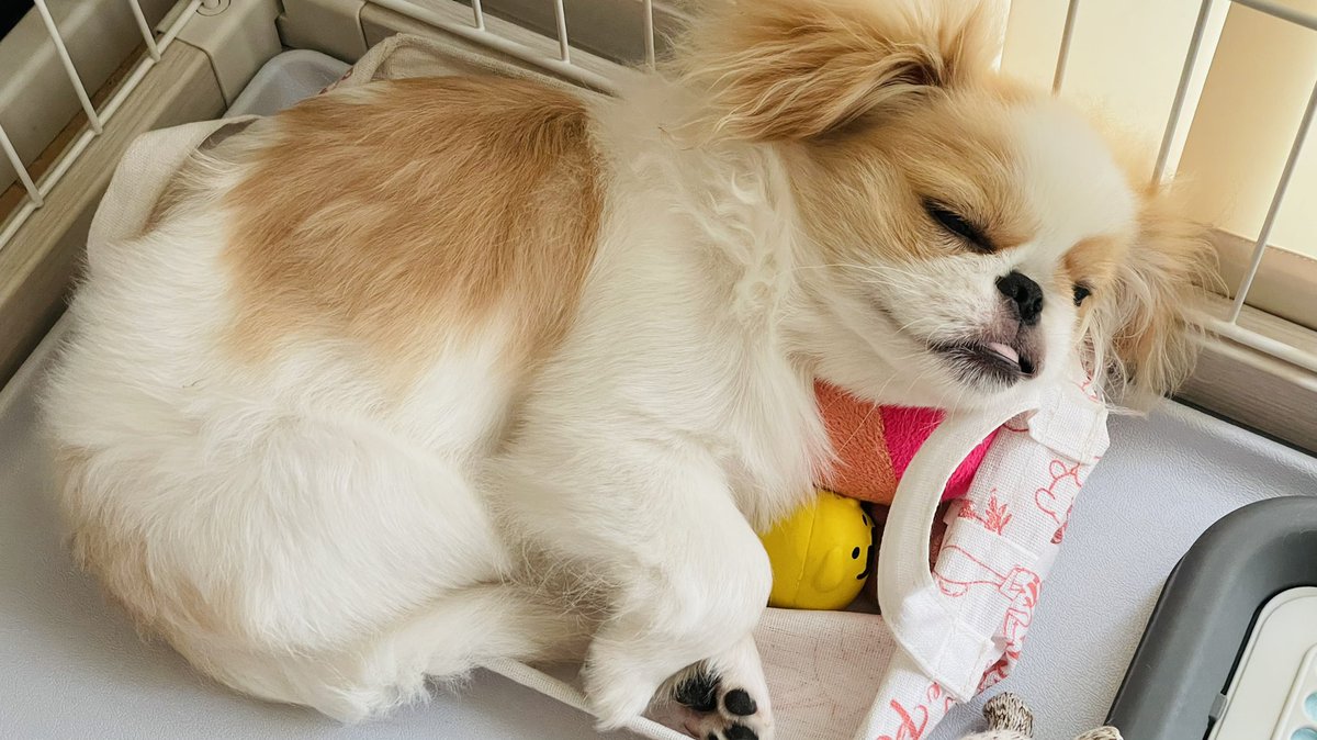 ちこ على تويتر そうなんです 狭いとこやおもちゃ箱の上とか トイレの上に寝るのは止めさせたいです