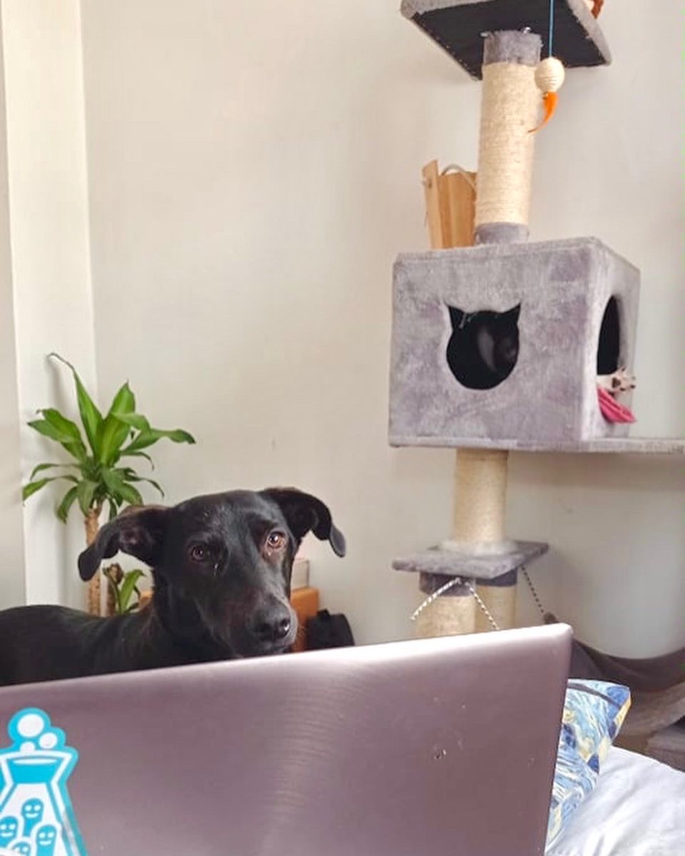 Bests teammates ever! 🐶🐱💙

#workingfromhome  #homeoffice  #pets  #geniuses #chill  #CuteAnimals #technology #programmers   #coding