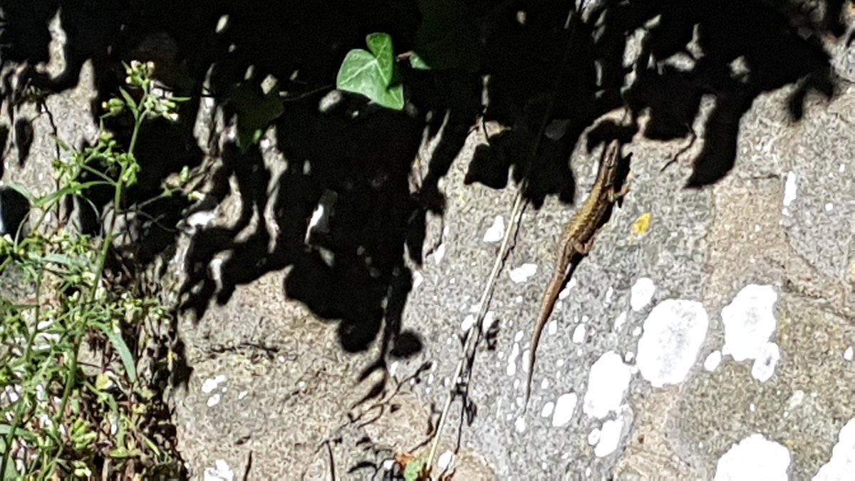 learningpowered's tweet image. Leaping lizards, it&apos;s Friday already, the new goggles are performing well, and the big fireball in the sky continues to shine on all us happy souls at the beach 😎