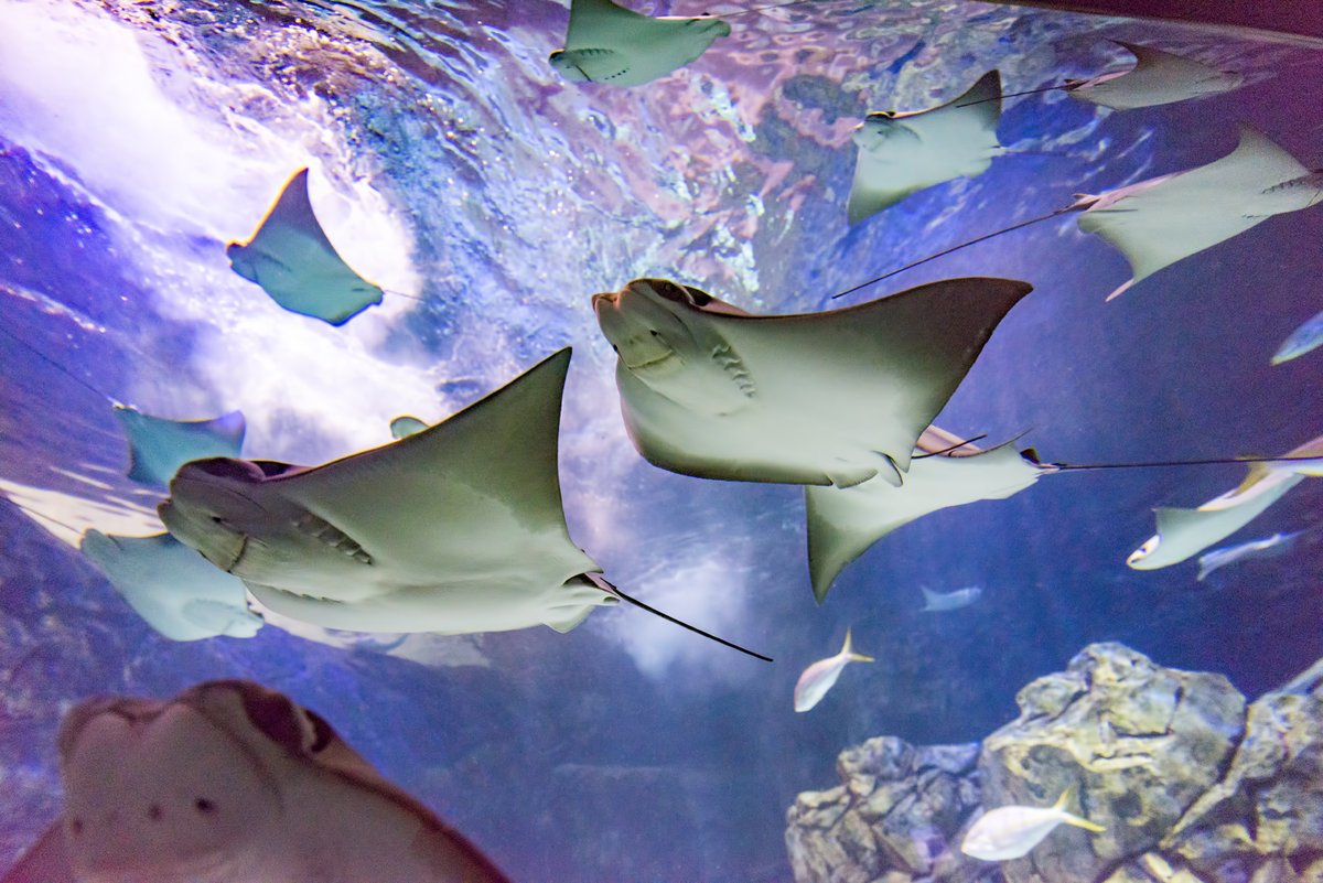 RipleysAquaMB's tweet photo. The jaw structure of a #Cownose #ray is made up of several layers of calcified cartilage, which is strong enough to crush through the hard mollusk shells of their favorite snacks! https://t.co/wiuXjDAk9F