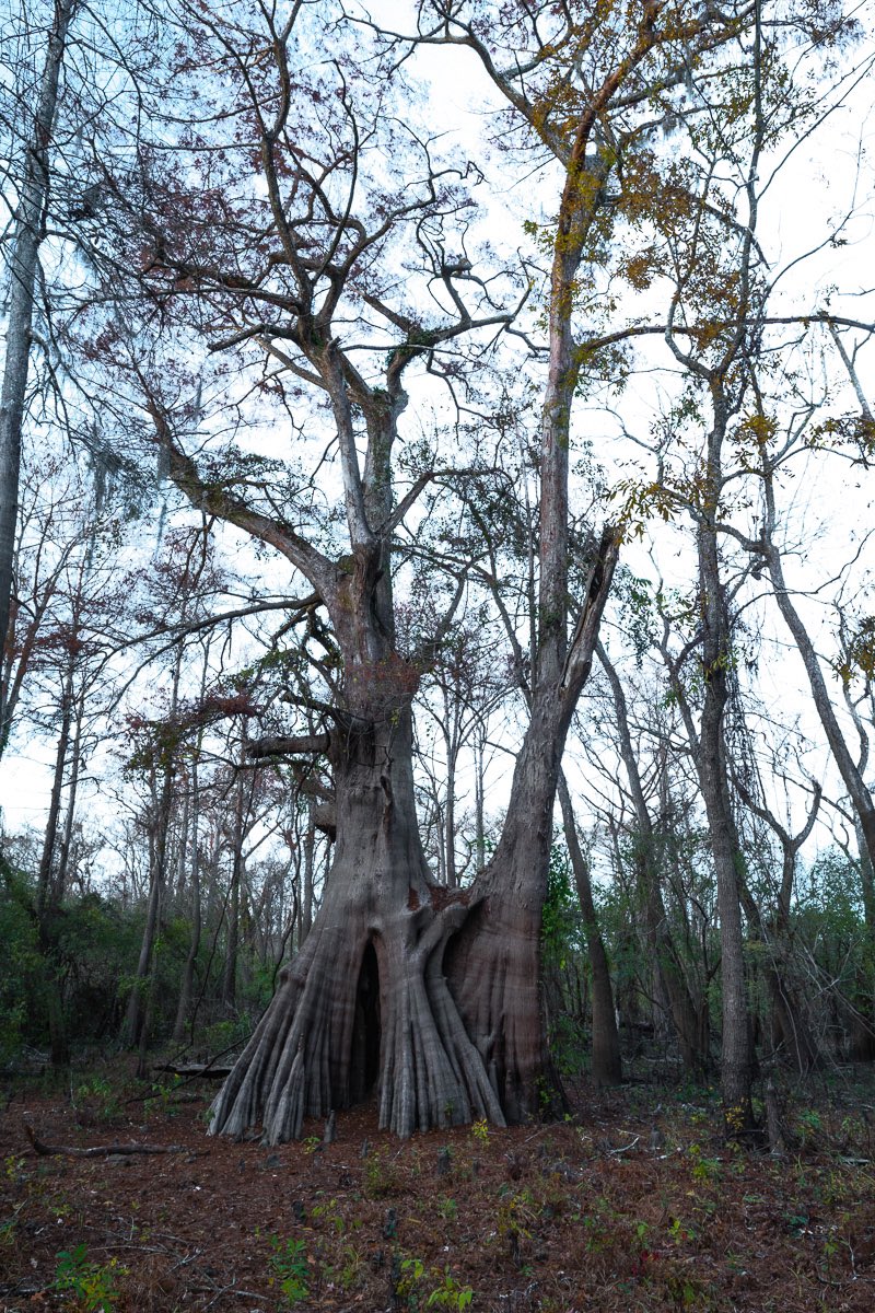 swampfotographr's tweet photo. The Largest bald cypress tree in the USA is in Louisiana. It is 1500 years old, almost 60ft in circumference and 96 ft tall. #cypresstrees #cypress #bigtree #bigtrees #oldgrowth #forest #trees https://t.co/mW2qhzY95m
