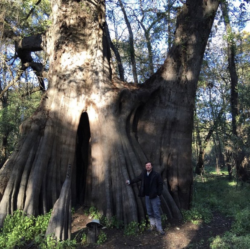 swampfotographr's tweet photo. The Largest bald cypress tree in the USA is in Louisiana. It is 1500 years old, almost 60ft in circumference and 96 ft tall. #cypresstrees #cypress #bigtree #bigtrees #oldgrowth #forest #trees https://t.co/mW2qhzY95m