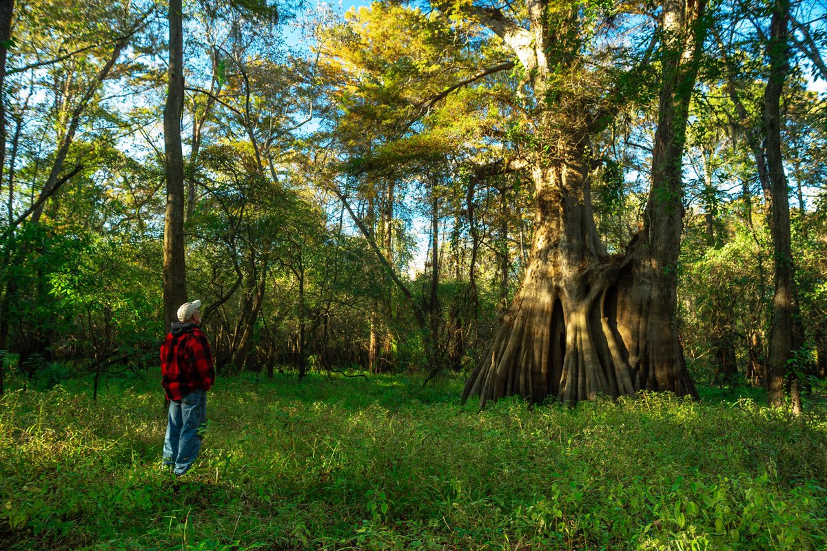 swampfotographr's tweet photo. The Largest bald cypress tree in the USA is in Louisiana. It is 1500 years old, almost 60ft in circumference and 96 ft tall. #cypresstrees #cypress #bigtree #bigtrees #oldgrowth #forest #trees https://t.co/mW2qhzY95m