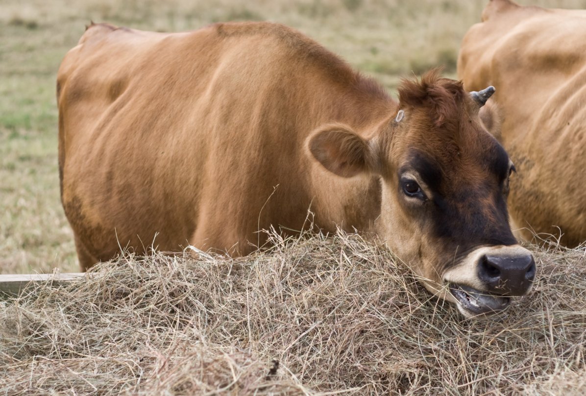 HangryCow tweet media
